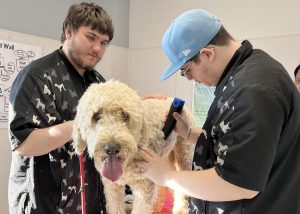 Two students cut the hair of a dog as it stares at the camera